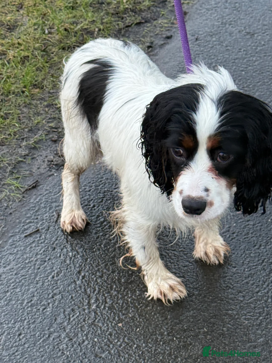 Cockalier dogs for sale: Bertha Cockalier - Advert 2