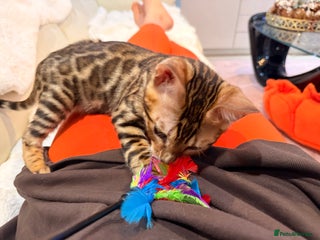 Bengal cats Champion bloodline Bengal kittens from 20.12.2025 - Advert 18