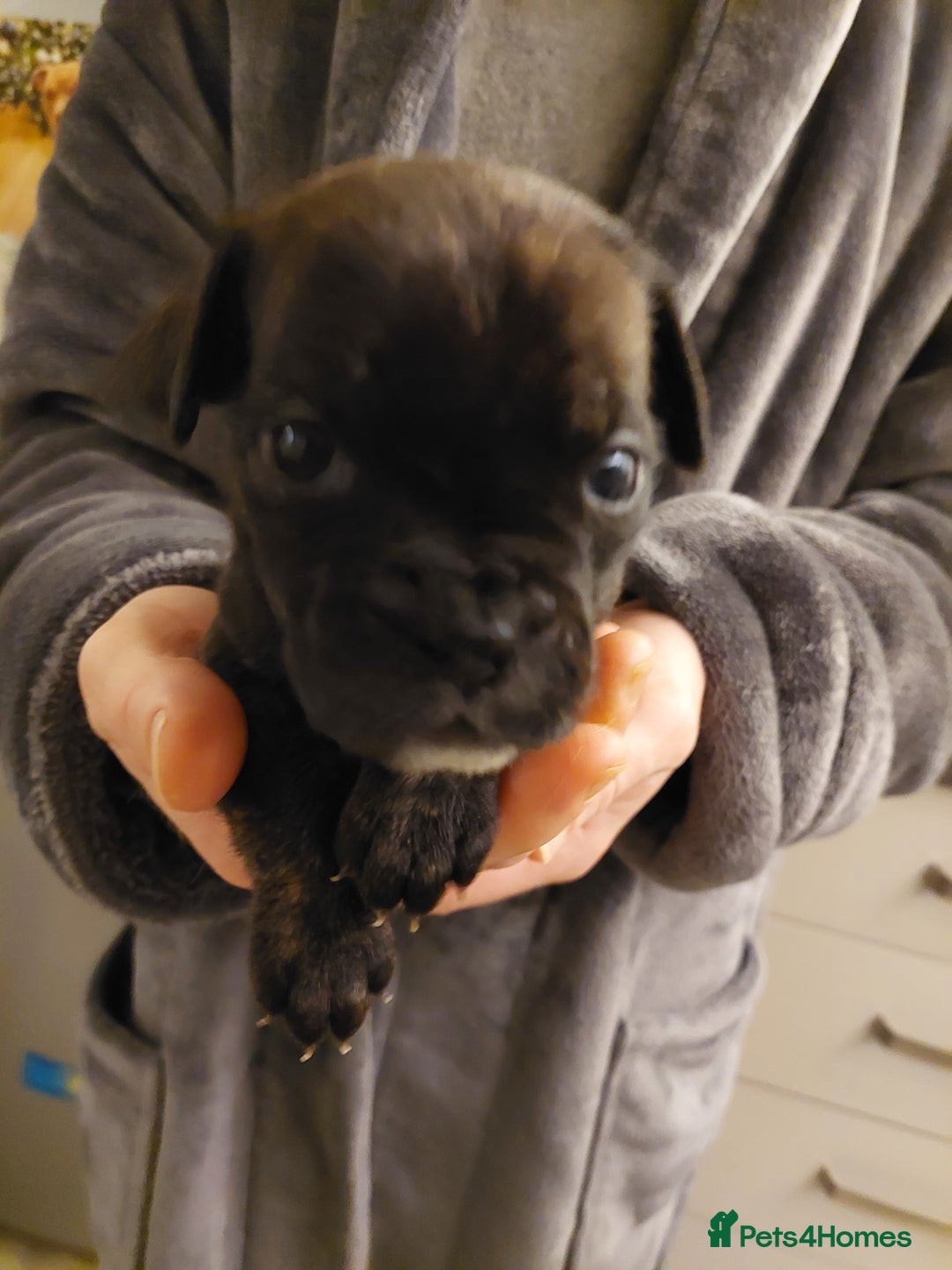 Mixed Breed dogs for sale: Cane Corso cross American bulldog puppy's  - Advert 31