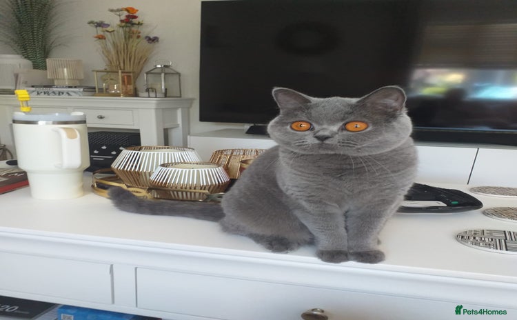 British Shorthair cats - Advert 6