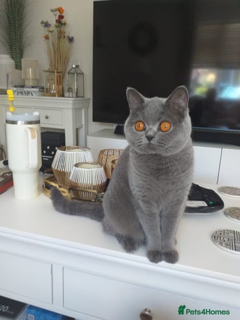 British Shorthair cats - Advert 6