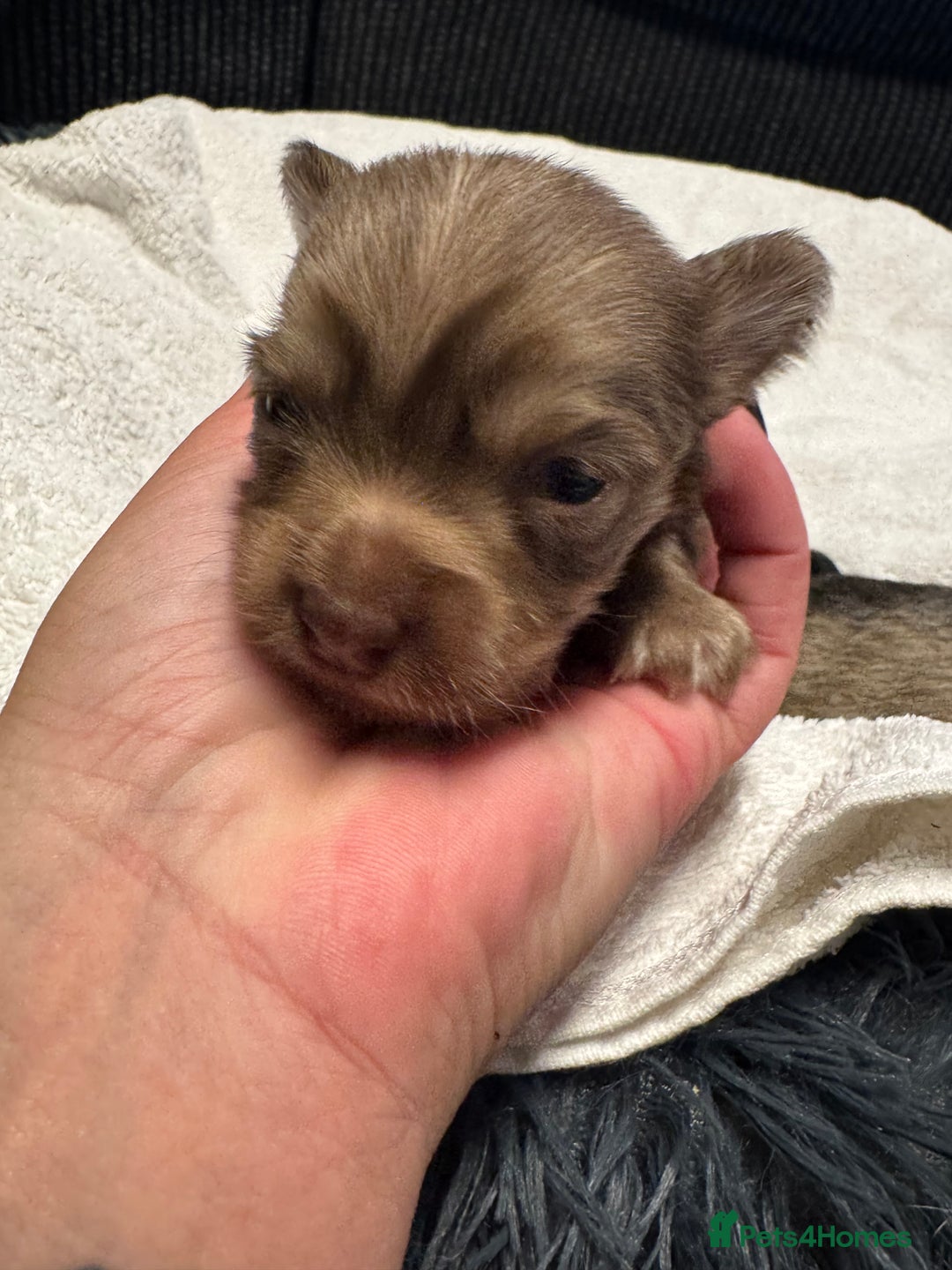 Chihuahua dogs for sale: Chihuahua puppies for sale - Image 18