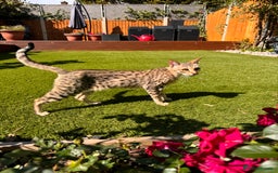 Savannah cats for sale: Beautiful F4 True to Type Savannah - Image 5
