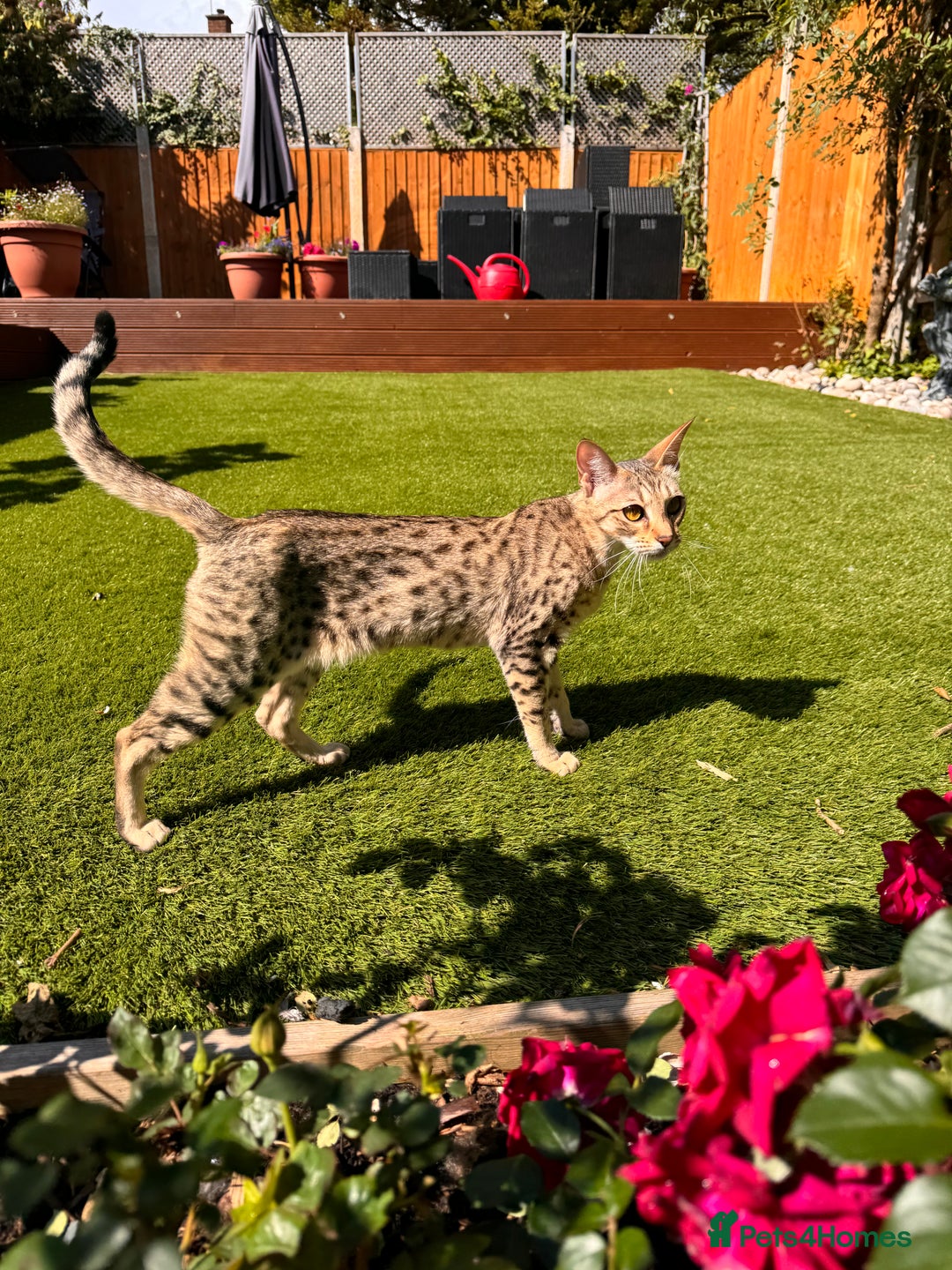 Savannah cats for sale: Beautiful F4 True to Type Savannah - Image 5
