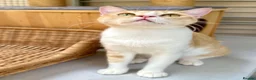 Mixed Breed cats for adoption: Female Rescue Cat for Indoor-Only Adoption - Advert 6