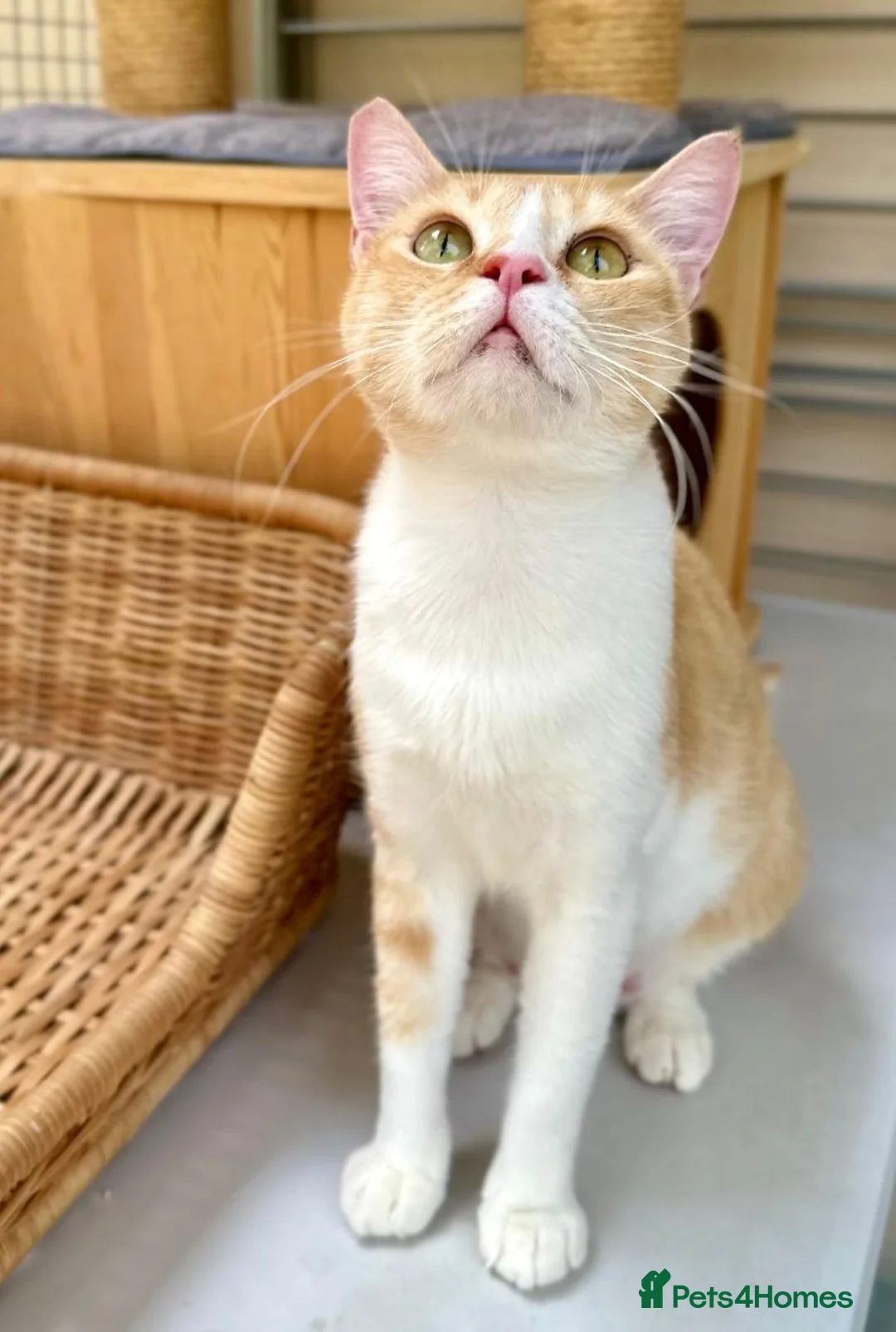 Mixed Breed cats for adoption: Female Rescue Cat for Indoor-Only Adoption - Advert 6
