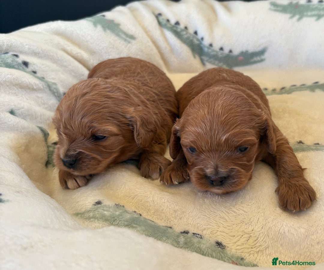 Cavapoo dogs for sale: F1 Toy Cavapoo Puppy’s! - Advert 14