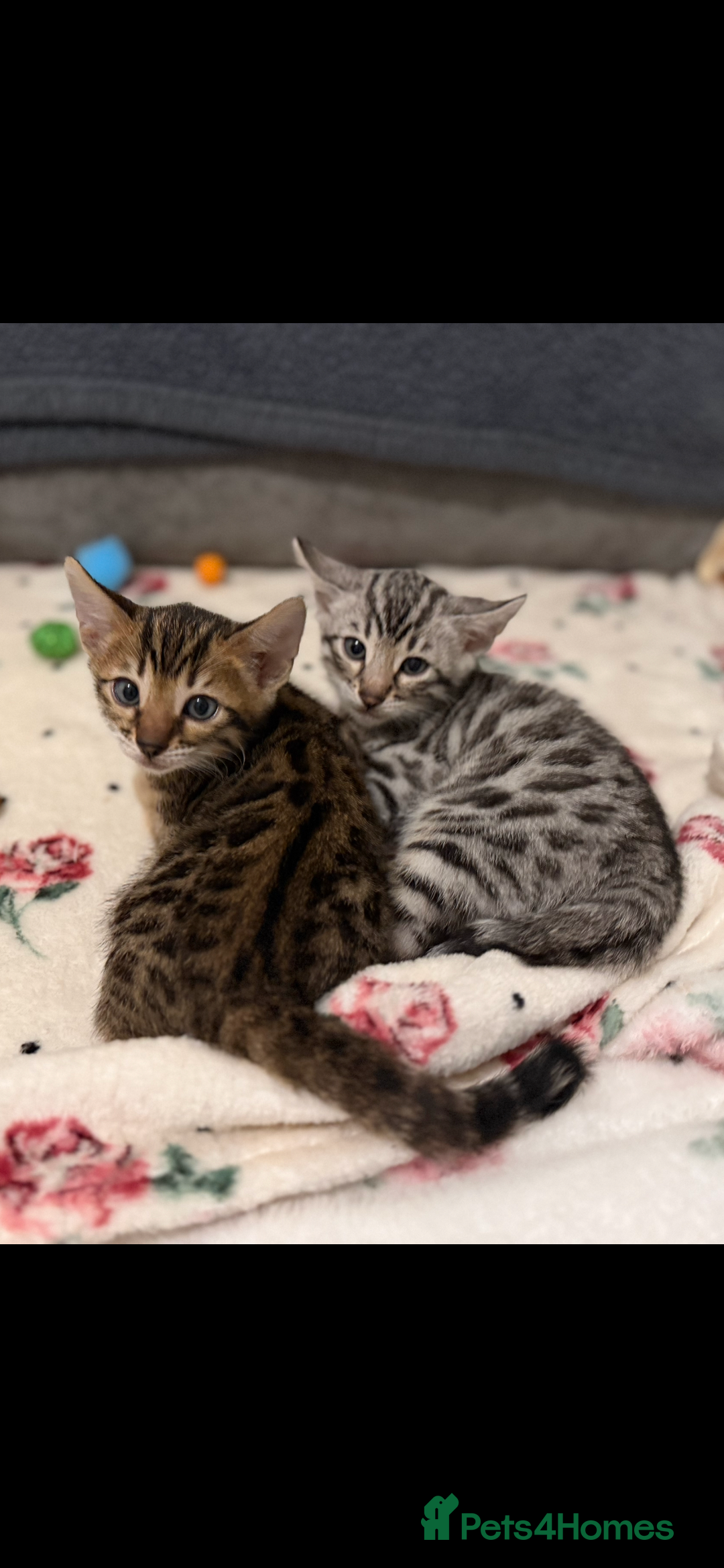 Bengal cats for sale: 🩶 BENGAL 🔥 KITTENS 🤍 TICA REGISTERED  - Advert 25