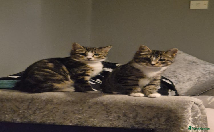 Mixed Breed cats - Advert 1