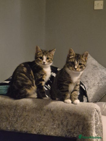 Mixed Breed cats - Advert 1