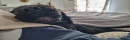 Miniature Poodle dogs for stud: 5 yr old KC registered black miniature poodle stud - Advert 5