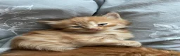 Mixed Breed cats for sale: Norwegian X kittens 4 males 1 ginger reserved  - Advert 3