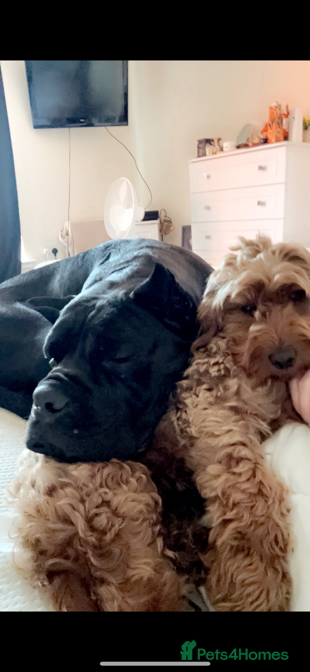 Cane Corso dogs for stud: Cane Corso (beautiful nature) in Stranraer - Image 1