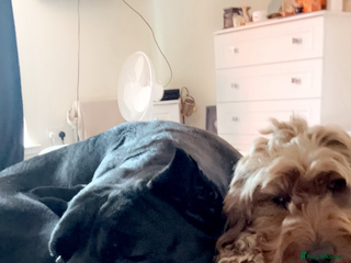 Cane Corso dogs in Stranraer - Advert 2