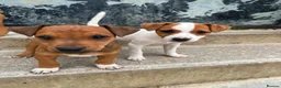Mixed Breed dogs for sale: Jack Russell x Plummer puppies for sale - Advert 5