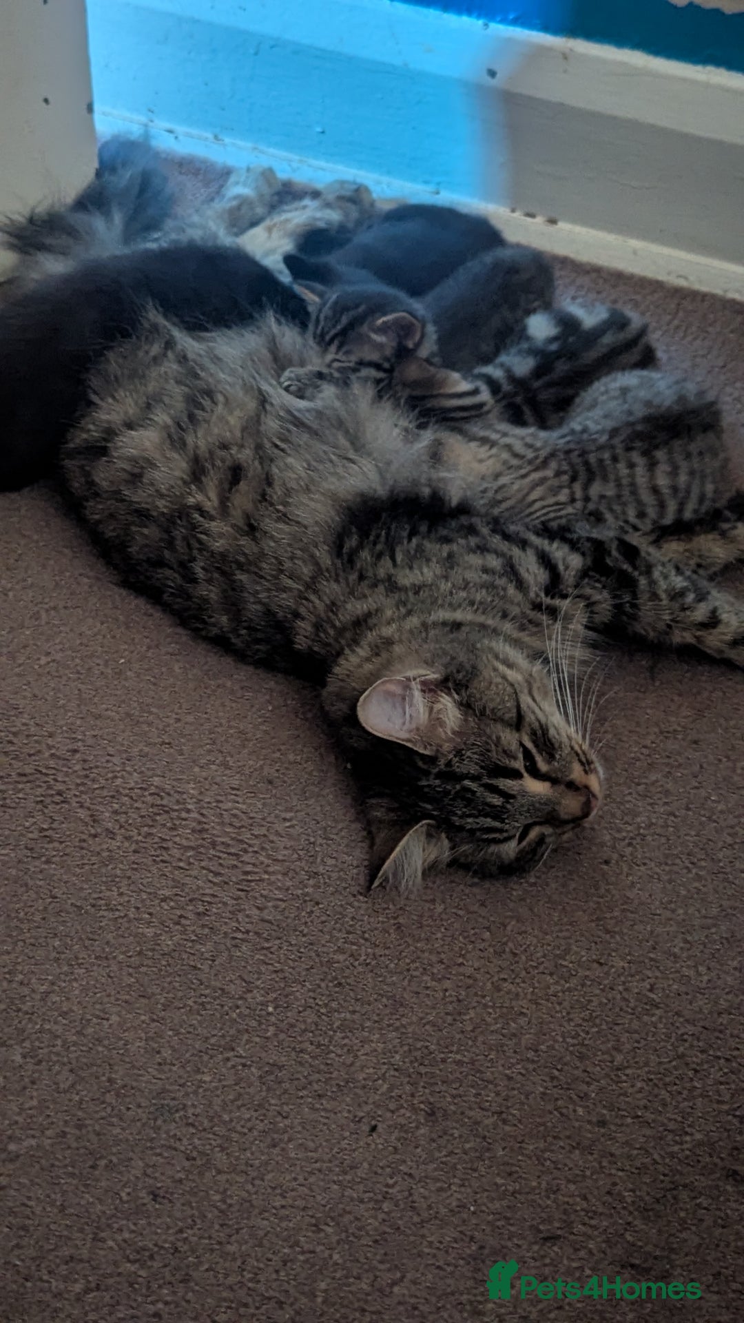 Mixed Breed cats for sale: Kittens for sale - Image 16