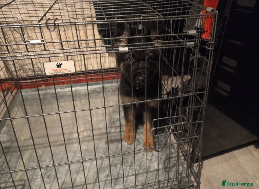 German Shepherd dogs for sale: Gorgeous German Shepherd puppy - Advert 3