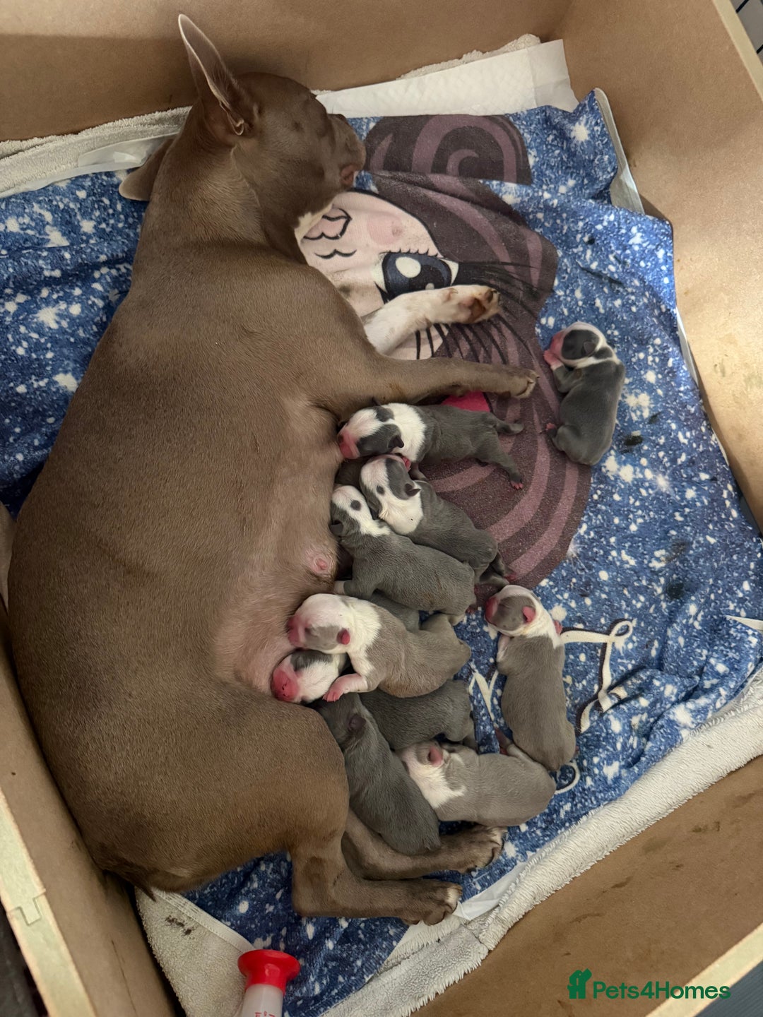 Boston Terrier dogs for sale: Boston Terrier puppies 🐶  - Image 3