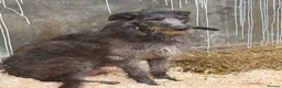 Deerhound dogs for sale: Deerhound puppies  - Advert 2