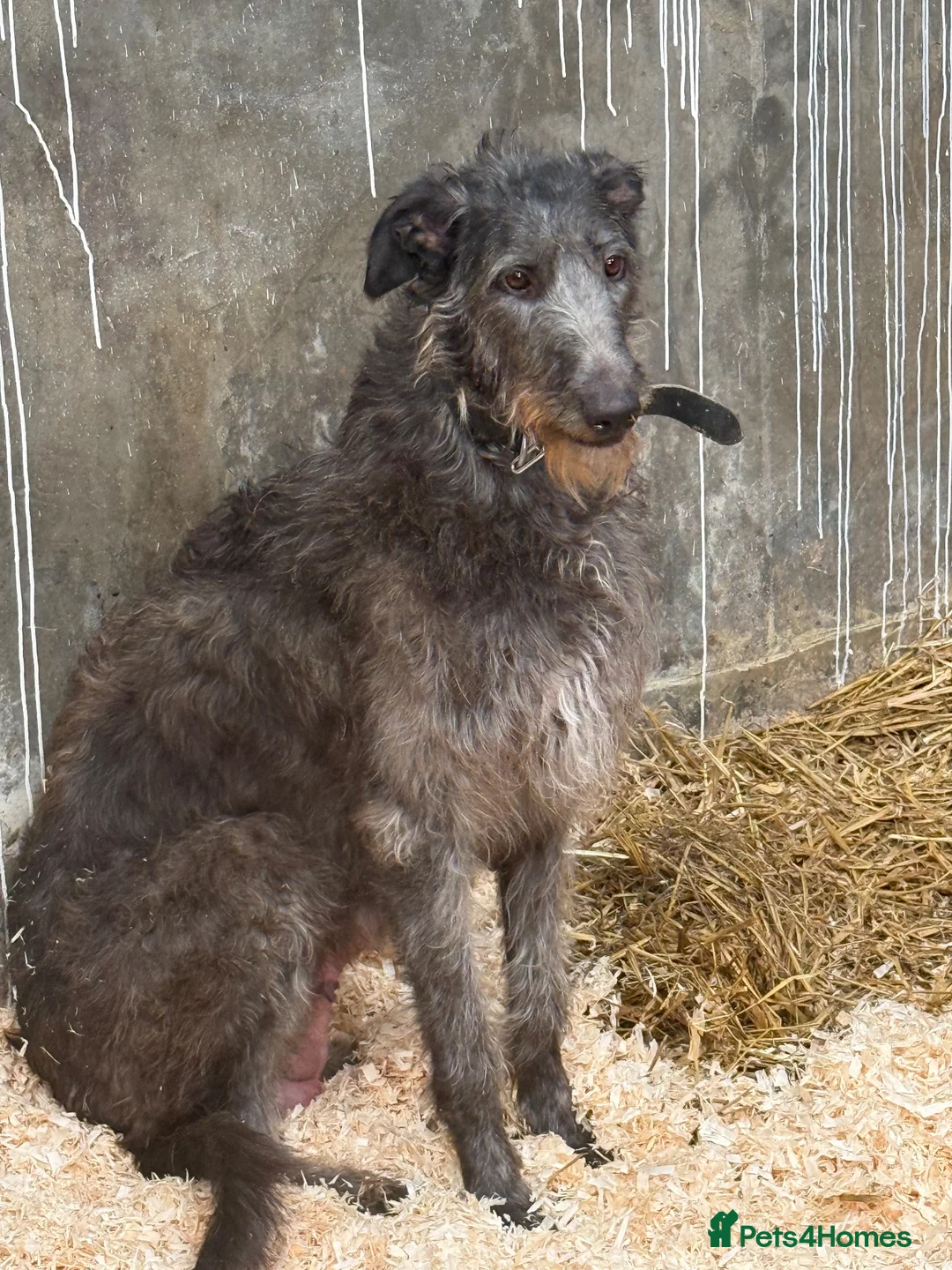 Deerhound dogs for sale: Deerhound puppies  - Advert 2