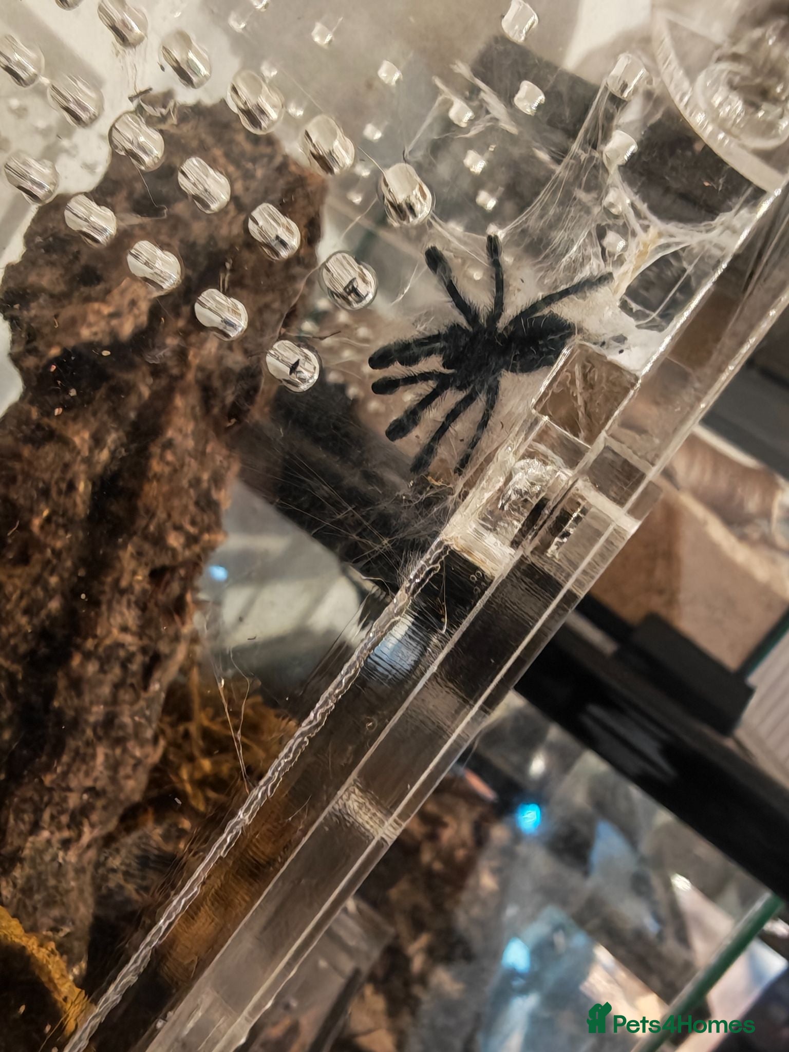 Tarantulas invertebrates Mix of tarantulas and a scorpion baby - Advert 2