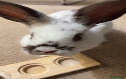 Mixed Breed rabbits for sale: Daphne and Velma need a loving home  - Image 3
