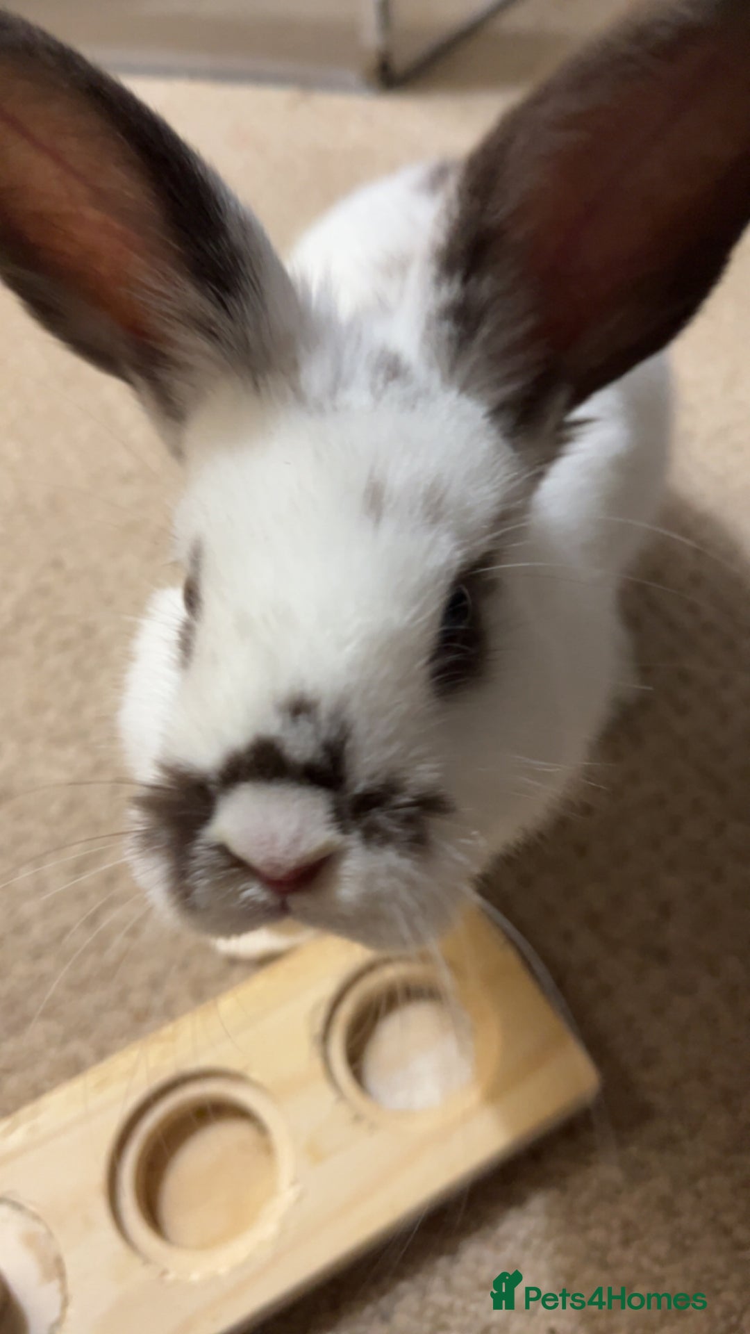 Mixed Breed rabbits for sale: Daphne and Velma need a loving home  - Image 3