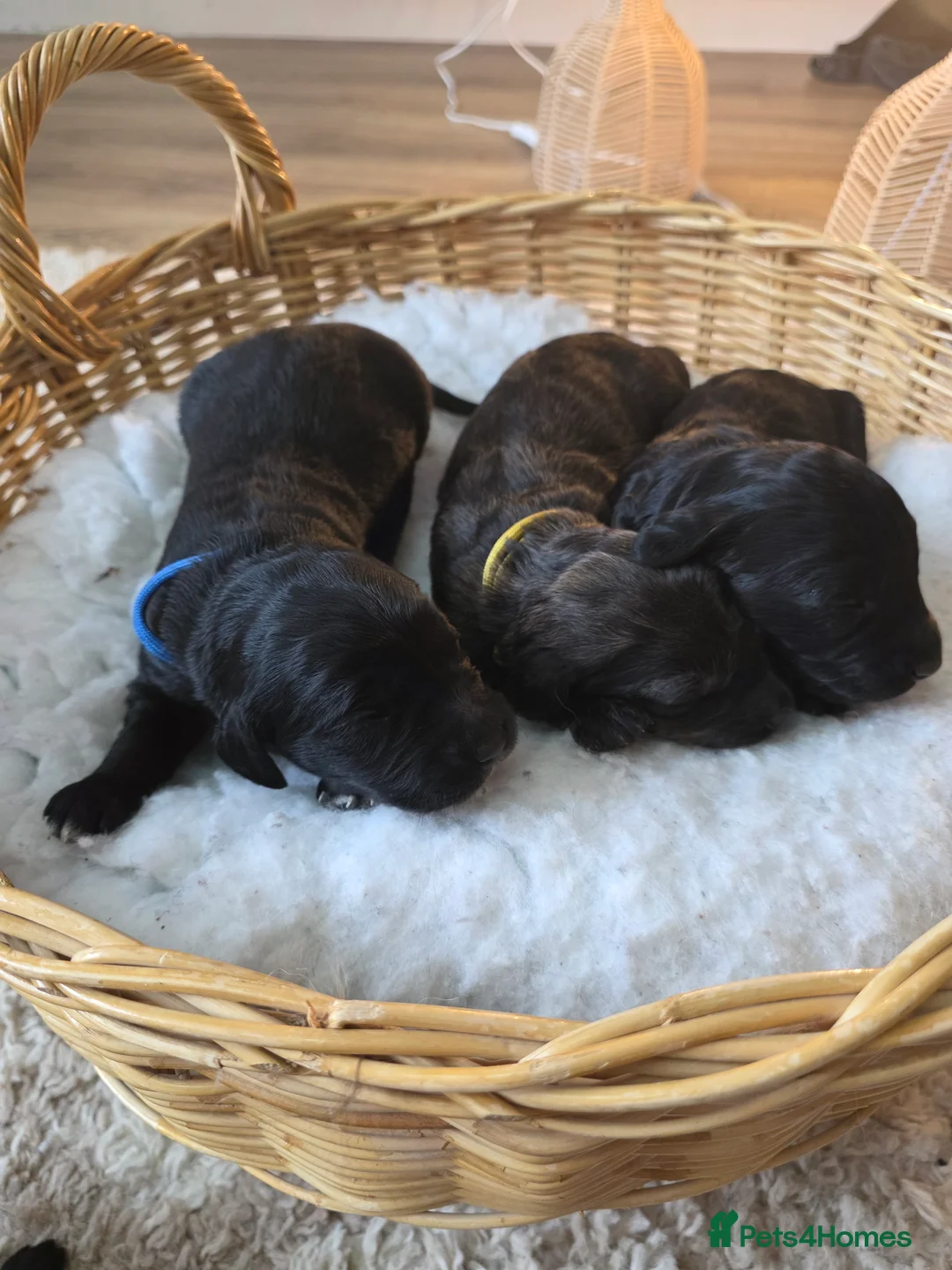 Goldendoodle dogs for sale: Outstanding F1 Goldendoodle Puppies - Advert 17