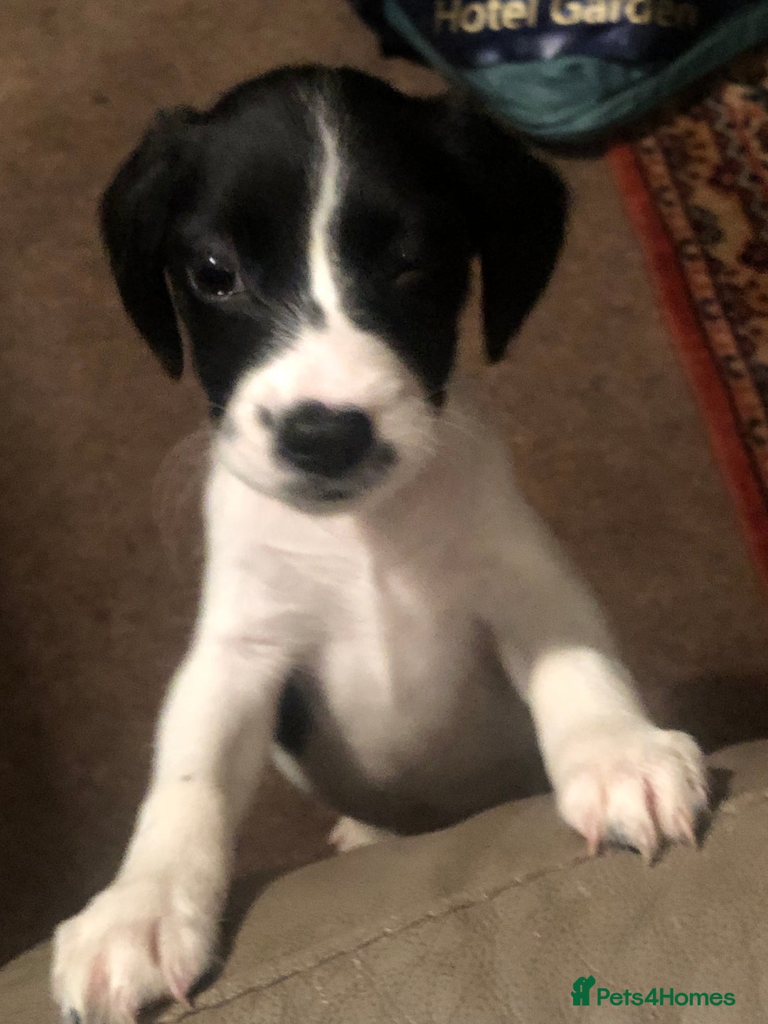 Jack Russell dogs for sale: Beautiful jack Russell puppies  - Advert 17