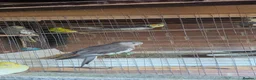 Mixed Breed birds for sale: Healthy Mix Budgies & Cockatiels for Sale in Huntingdon - Advert 3