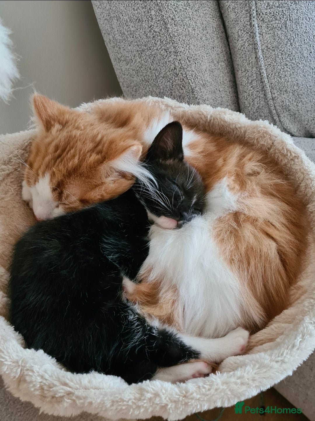 Mixed Breed cats for sale: Beautiful cats need new home! - Image 5
