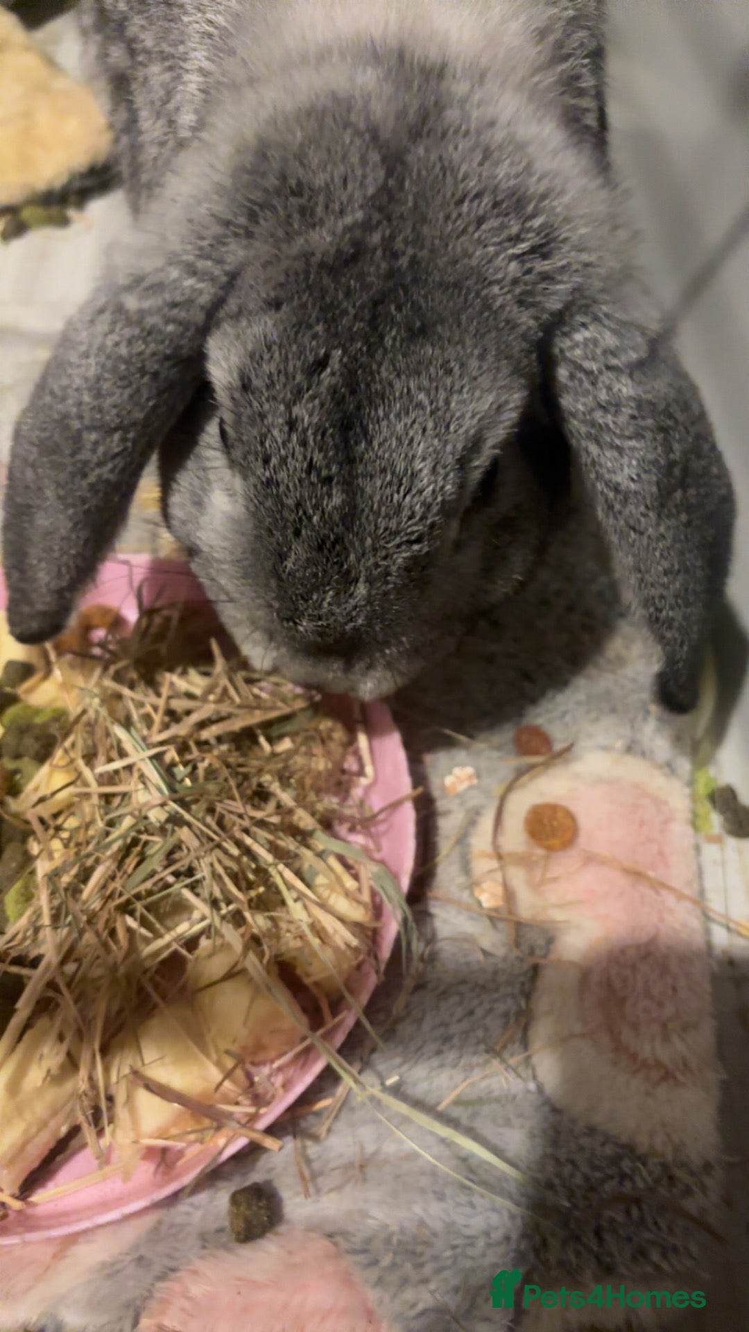 English Lop rabbits Rabbit for rehoming  - Advert 2