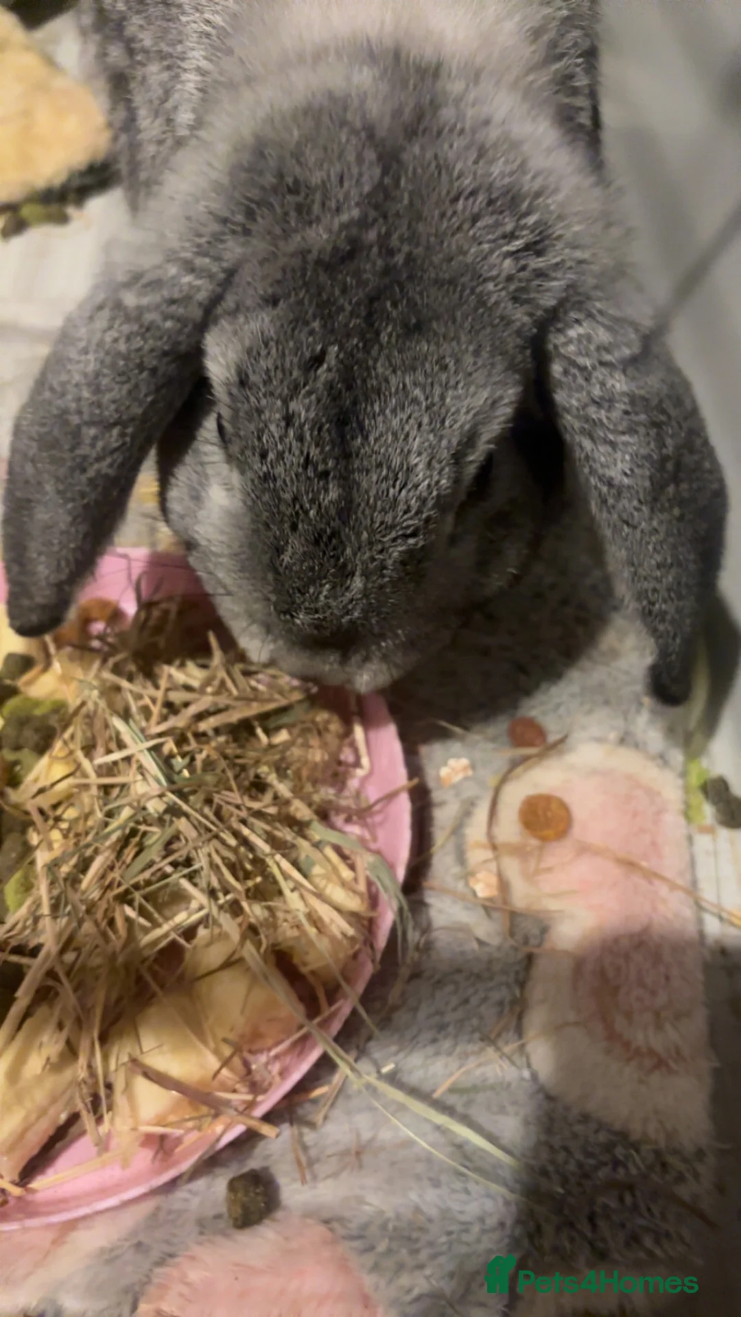 English Lop rabbits for sale: Rabbit for rehoming  in Ilfracombe - Advert 1
