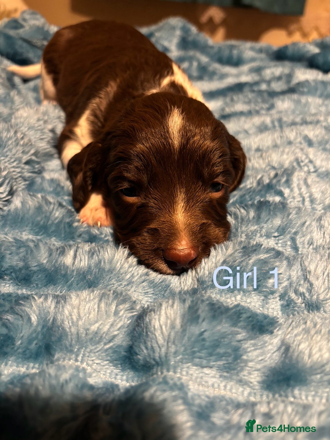 English Springer Spaniel dogs for sale: ✨ KC Registered English Springer Spaniel Puppies ✨ - Advert 21