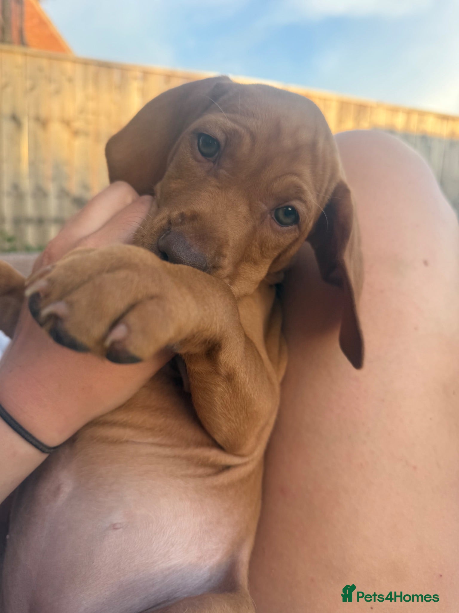 Hungarian Vizsla dogs KC Registered Hungarian Viszla litter  - Advert 4