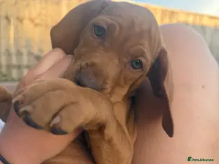Hungarian Vizsla dogs KC Registered Hungarian Viszla litter - Advert 4