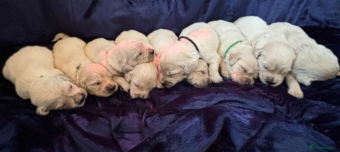 Golden Retriever dogs for sale: Amazing KC golden retriever puppies - Image 1