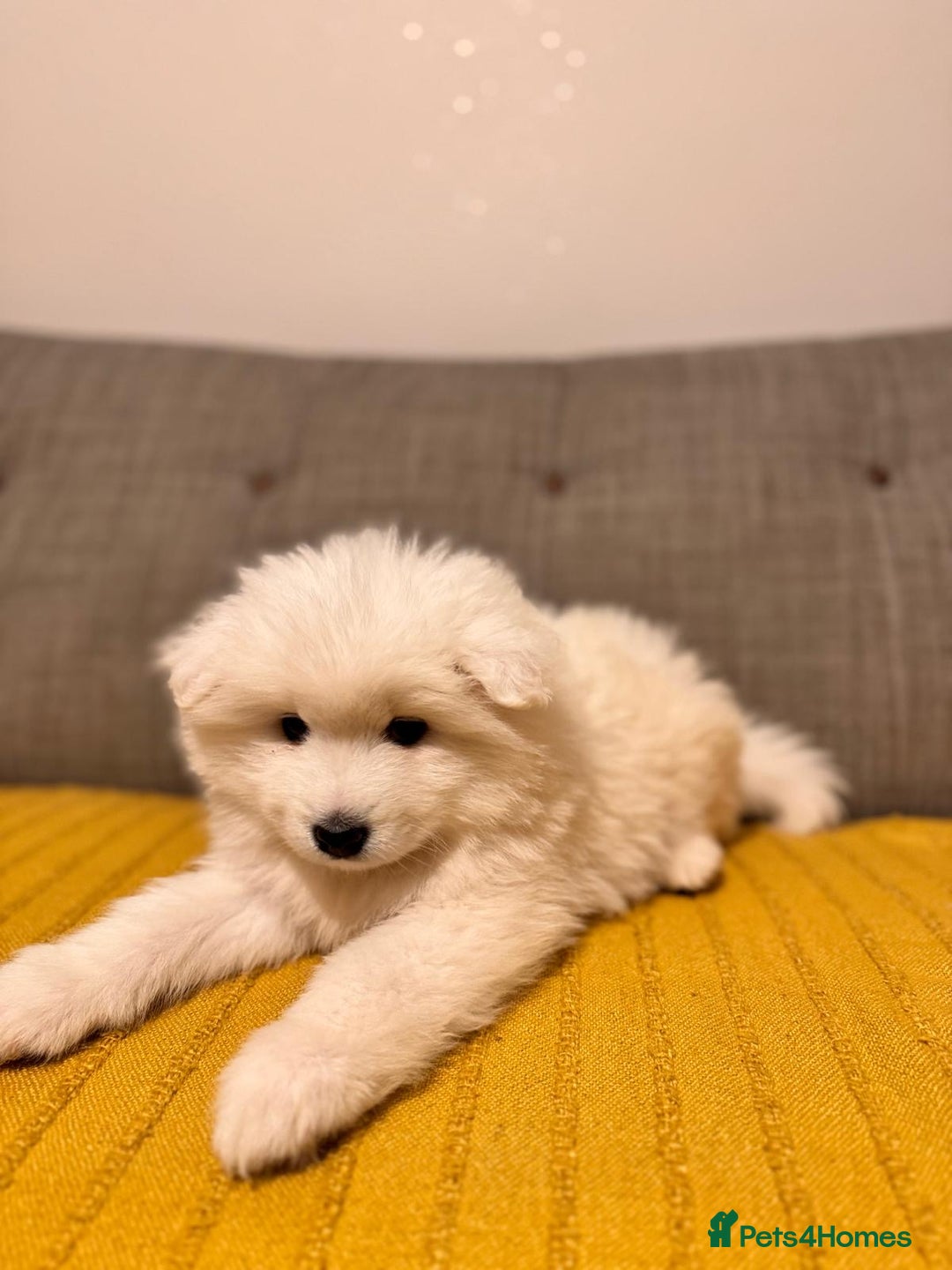 Samoyed dogs for sale: Lovely 4 GIRLS Samoyed puppy - Advert 24
