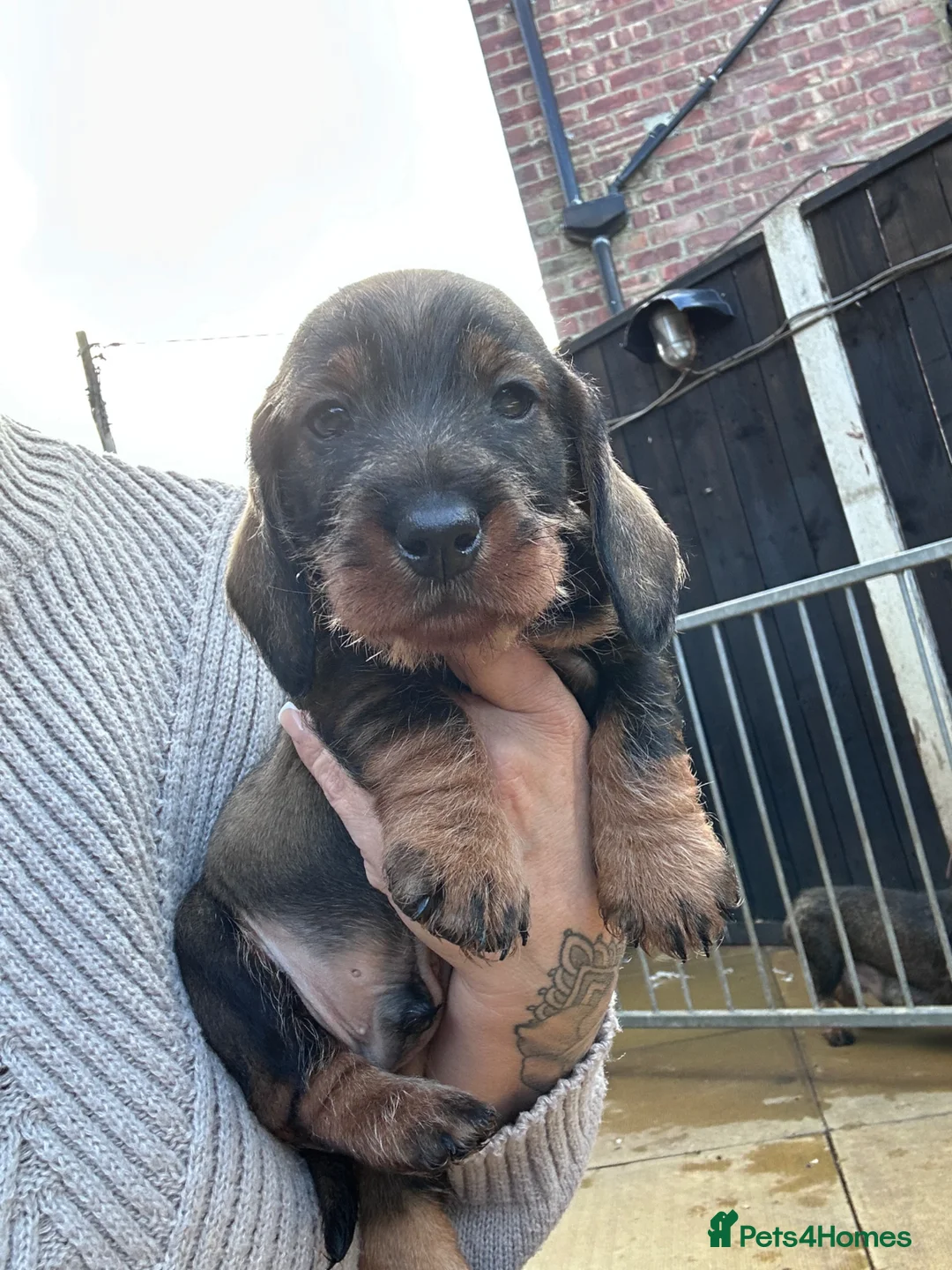 Dachshund dogs for sale: 3 gorgeous dachshund puppies  - Advert 1
