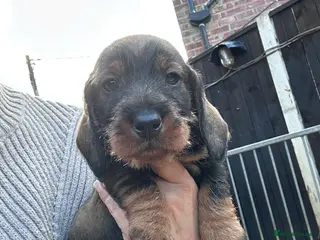 Dachshund dogs 3 gorgeous dachshund puppies - Advert 15