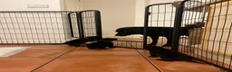 Labrador Retriever dogs for sale: **KC REGISTERED Labrador Puppies **  - Advert 14