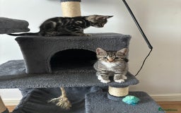American Shorthair cats for sale: Ready to leave 2 boy kittens left  in Ilford - Image 11