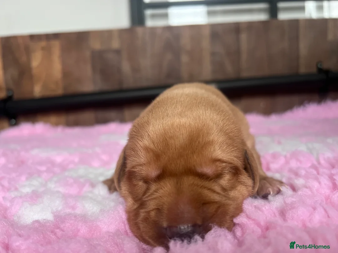 Labrador Retriever dogs for sale: One Girl Available! Ready this week!  - Advert 24