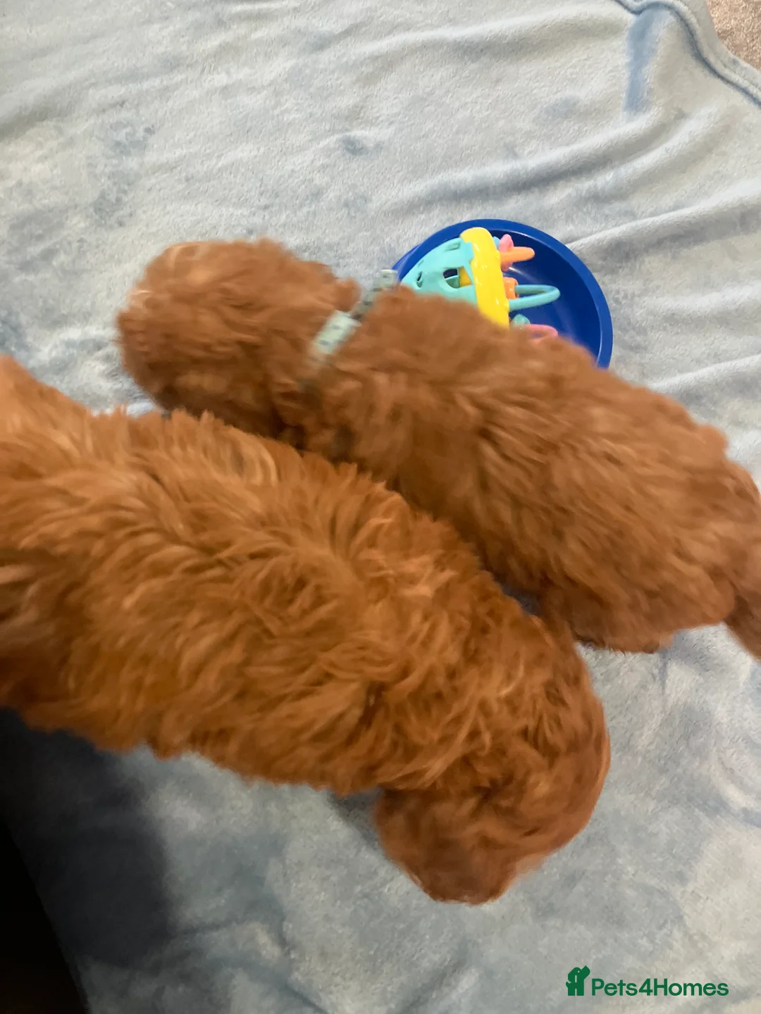 Cockapoo dogs for sale: Our darling cockapoos 🥰 - Advert 5