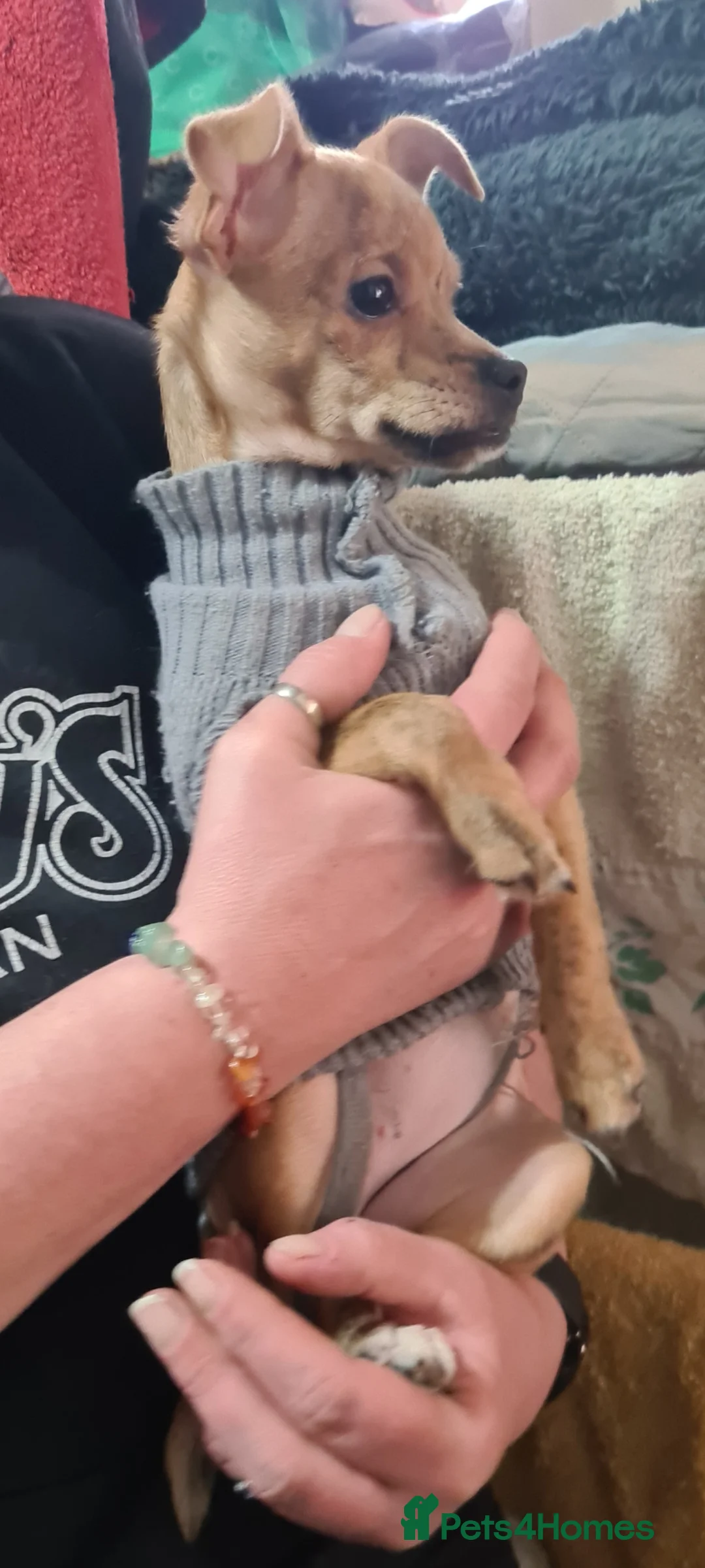 Mixed Breed dogs for adoption: Pebbles tiny 3kg - Advert 2