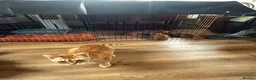 Mixed Breed cats for sale: Ginger mix with ragdoll  - Advert 6