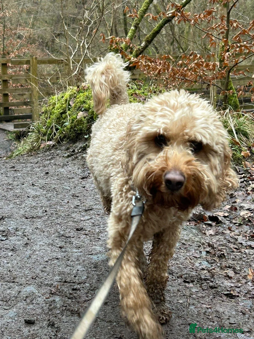 Cockapoo dogs for adoption: ❤️🐶 RUBY in Walsall - Advert 2