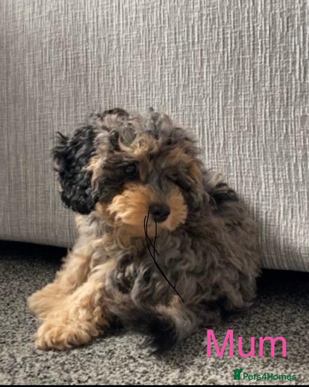 Cavapoo dogs for sale: Stunning Merle toy f1b Cavapoo puppies - Advert 20