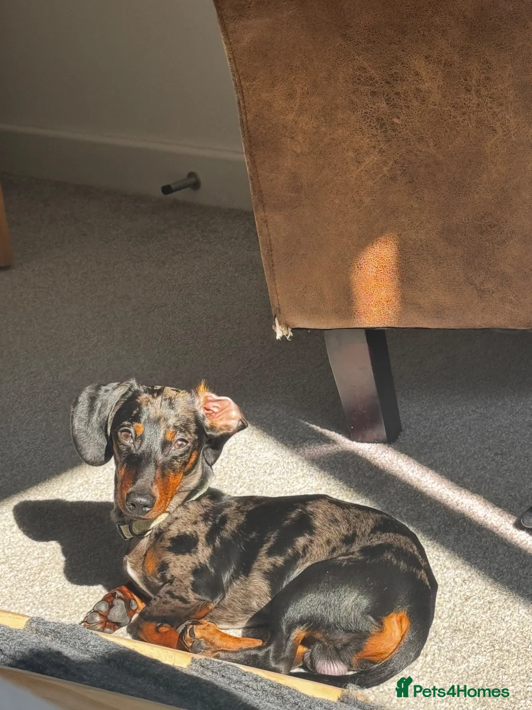 Miniature Dachshund dogs for stud: Deano the miniature dapple dachshund  - Advert 2