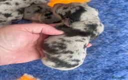 Miniature Dachshund dogs for sale: Pra clear mini smooth dachshund pups - Image 12